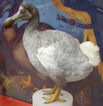 Jmeno-dodo1